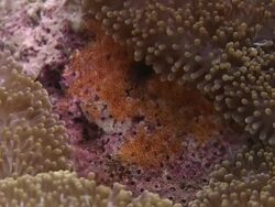 Yellowtail clownfish (Amphiprion clarkii) guard eggs, laid between anemones, Southern Visayas, Philippines Stock Footage