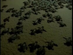 Olive Ridley turtle (Lepidochelys olivacea); juveniles entering sea, washed by sea at night. India Stock Footage