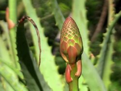 CU Shot of aloe vera / Mallorca, Spain Stock Footage