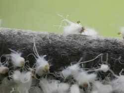 CU Colonly of Woolly Aphids are swaying back and forth on branch / Kitchener, Ontario, Canada    Stock Footage