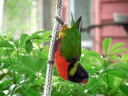 Rainbow Lorikeet Stock Footage