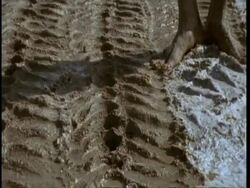 CU Gujarat, Indians feet squelching salt into mud, making patterns, Gujarat, India Stock Footage
