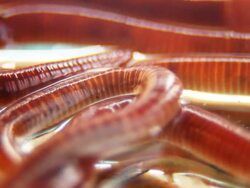 Worms - macro, 2 shots,  HD Stock Footage