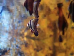 Underwater fishes Stock Footage