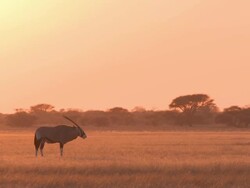 WS View of Lone oryx at dusk  feeding   / Central Kalahari Game Reserve, Botswana Stock Footage