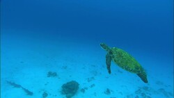 A sea turtle swims toward the surface. Stock Footage