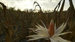 Field crop Stock Footage