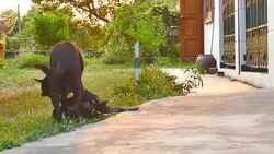 Dog with tie using laptop computer Stock Footage