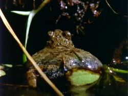 Frog, CU brown frog in shallow water, calling, blows out vocal sac, with back to camera.  Panama. Stock Footage