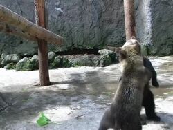 HD: Bear cubs playing (video) Stock Footage