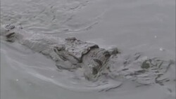Crocodiles lurk in a swamp. Stock Footage