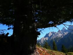 Conifer Tree Trunk Tracking Shot Stock Footage