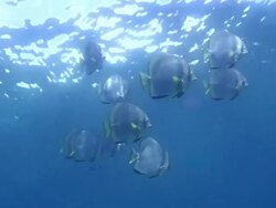 Batfish Stock Footage