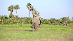 Elephants grazing at Amboseli Stock Footage