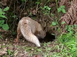 MS Red fox, vulpes vulpes female standing at den entrance / Calvados, Normandy, France Stock Footage