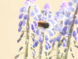 Red bee feeding in the flowers Stock Footage