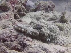 Crocodile Fish Stock Footage