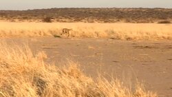 A cheetah runs fast after prey. Stock Footage