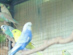 Green Budgie Stock Footage