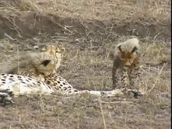 Cheetah bathing and playing with cubs Stock Footage