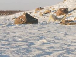 WS Two polar bears fighting each other on snow / Churchill, Manitoba, Canada Stock Footage