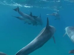 WS TS Shot of Bottlenose dolphin pod swimming and diving / Matola, Maputo, Mozambique Stock Footage