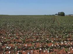 Cotton Crops Stock Footage