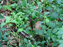 millipede Stock Footage
