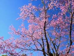Dolly Shot: Spring Pink Cherry Blossoms with Blue Sky Backgrounds Stock Footage