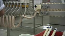 Links of sausage move along a conveyor belt that spits the links onto hooks. Stock Footage