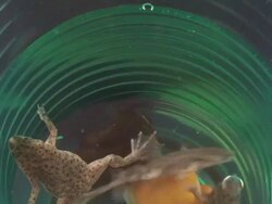 Video of Frogs Stock Footage