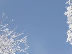 Snow-Covered Trees in Michigan Woods Stock Footage