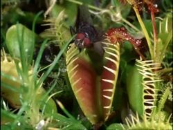 Fly walks over Venus Fly Trap, UK Stock Footage