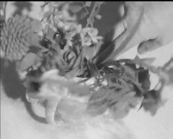 WOMEN POLICE DOG HANDLERS News Clip