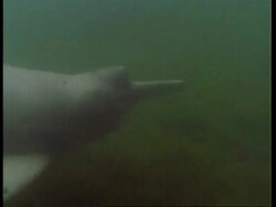 MS Boto, Inia geoffrensis, river dolphin swimming underwater across frame, Amazon, South America Stock Footage