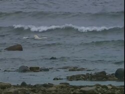 Polar bears (Ursus maritimus) playing in the sea Stock Footage