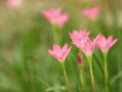 Crocus Stock Footage