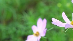 HD Panning: White flowers that bloom in the garden. Stock Footage