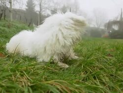 HD SUPER SLOW-MO: Dog Lying In The Grass Stock Footage