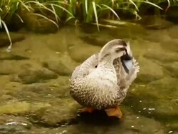 Duck preens his head and wings in a unique way Stock Footage