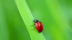 Ladybug on green grass Stock Footage