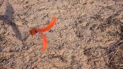 Seeds falling Stock Footage