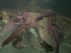 Tadpoles of Common Frog (Rana temporaria) with gills Stock Footage