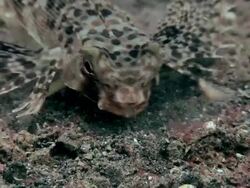 Flying gurnard (Dactylopterus volitans) on a sandy seabed. Filmed in the Lembeh Strait, Sulawesi, Indonesia Stock Footage