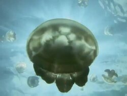 Jellyfish Stock Footage