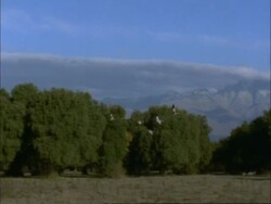 European Cranes (Grus grus) in flight over woodland, mountains in background, north-east Extremadura in Dehesa, Spain Stock Footage