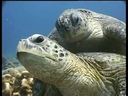 CU Green Turtle pair mating on reef, front view, male bites female, Sipadan, Borneo, Malaysia Stock Footage