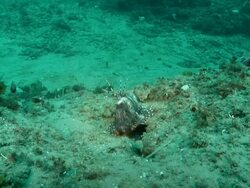 MS Shot of Devil fire fish lying on sea floor covering with seaweed / Matola, Maputo, Mozambique Stock Footage