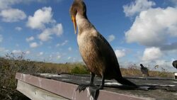 Pan Shot of Bird Vulture Resting atop the Roof Stock Footage