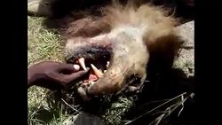 CLEAN : Escaped lion shot dead by Kenyan wildlife rangers News Clip